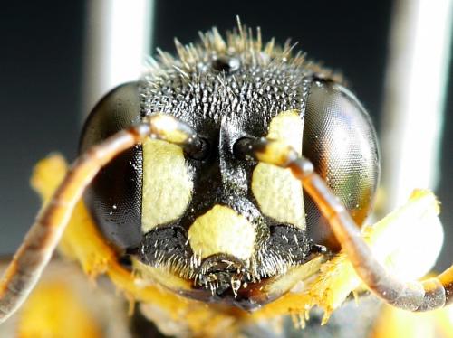 Cerceris quinquefasciata
